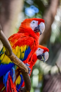 Colorful birds perched on a branch.