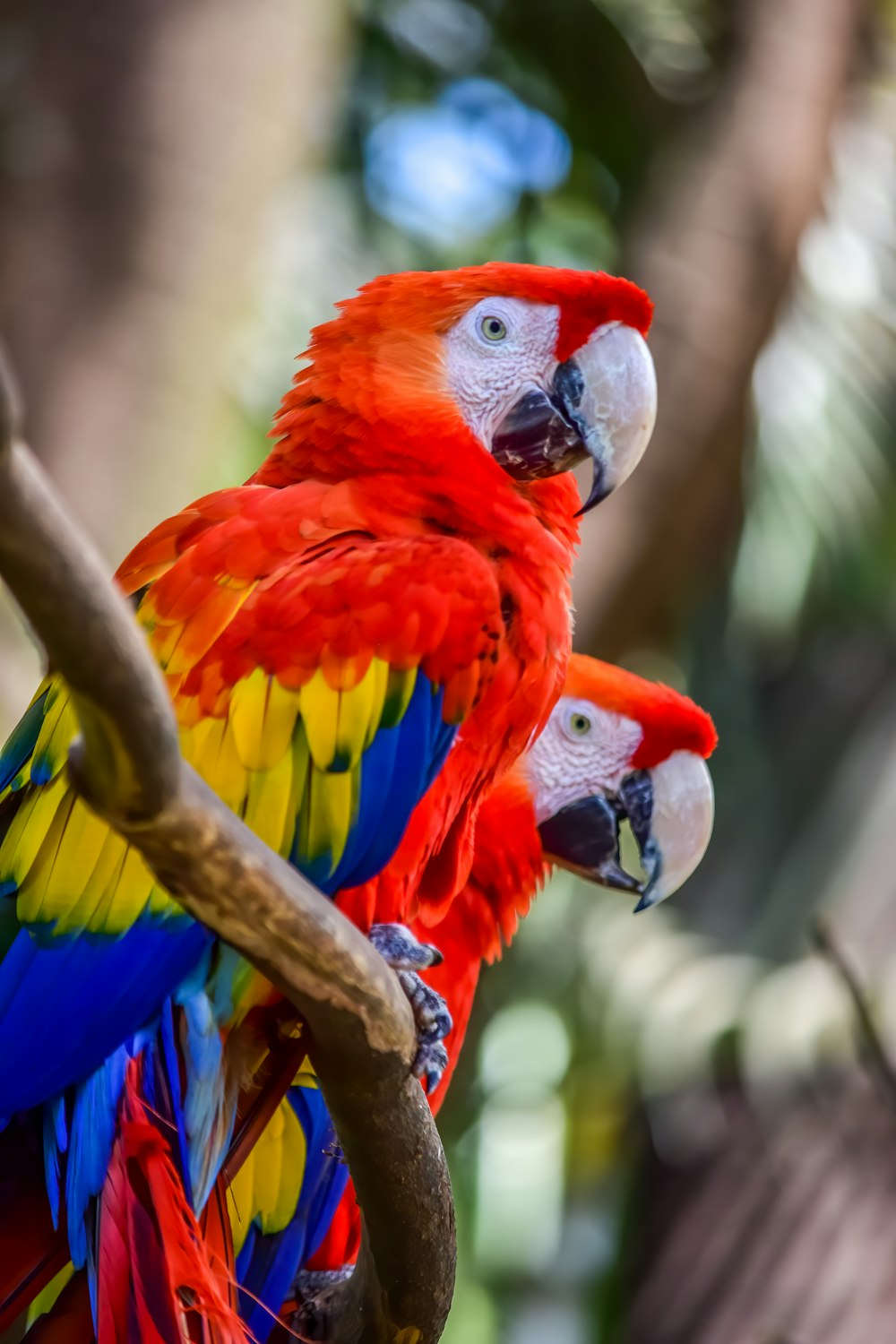 papagaio vermelho amarelo e azul