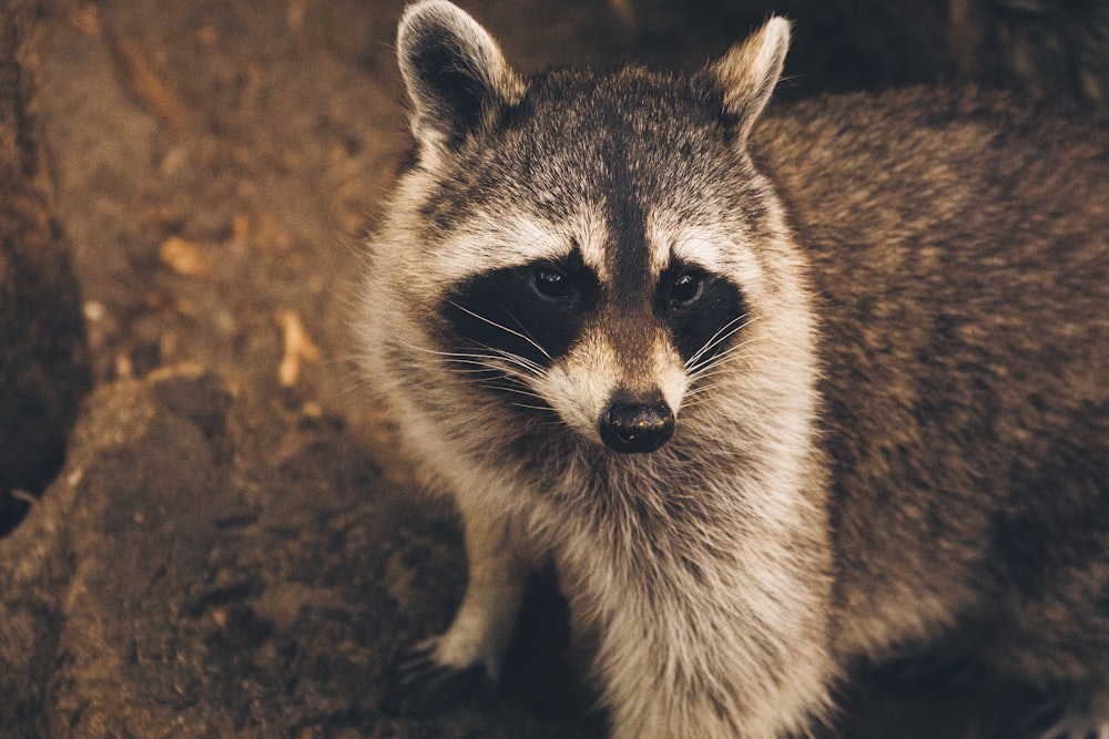 white and black animal on brown soil