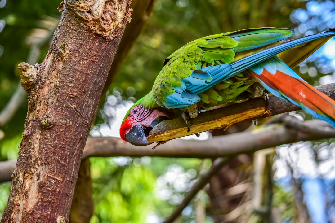 green and blue parrot on brown tree branch during daytime