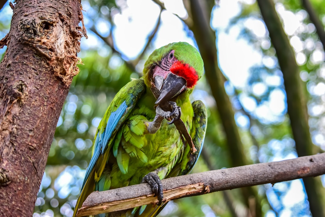 green blue and red parrot on brown tree branch