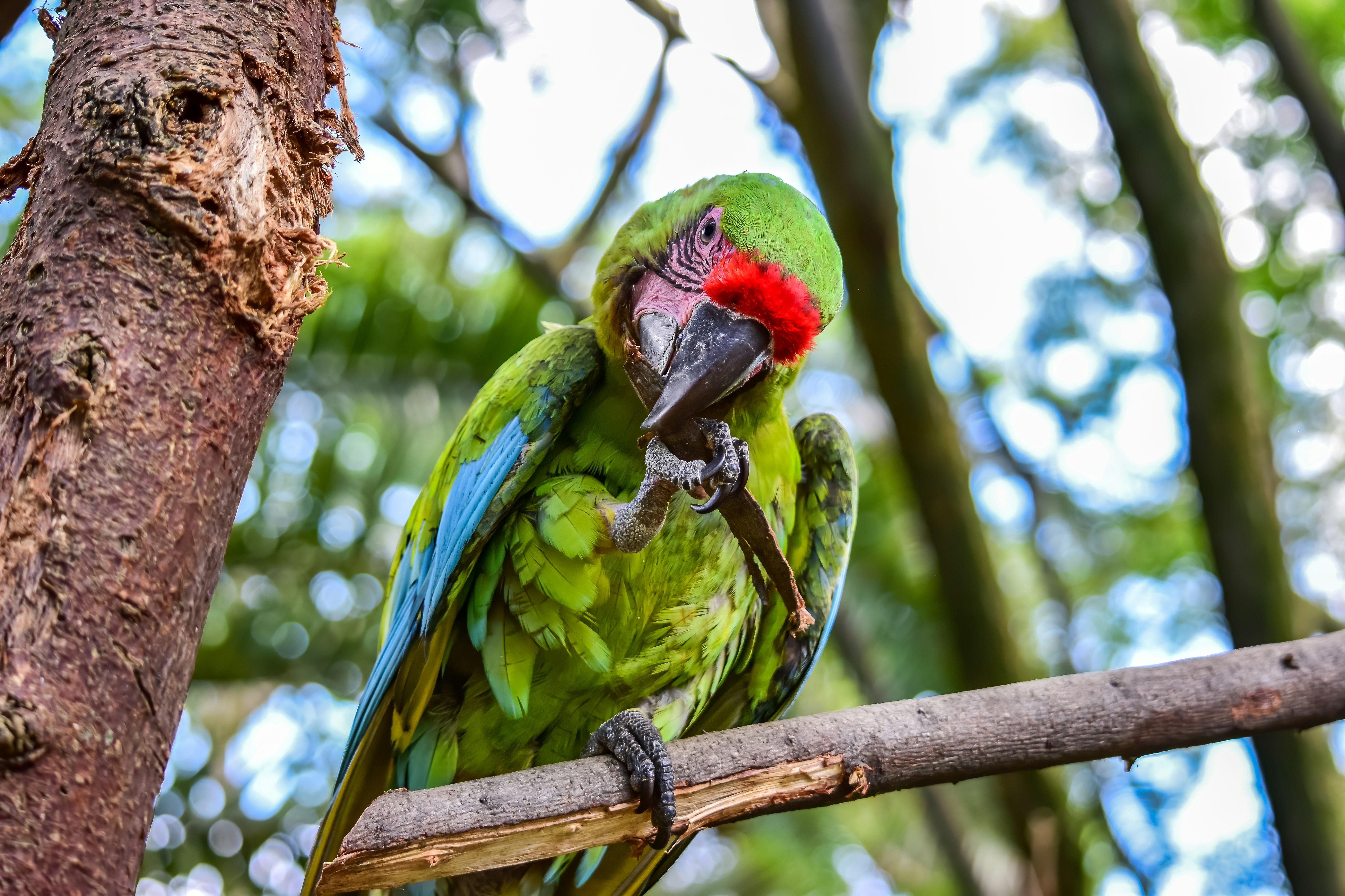green blue and red parrot on brown tree branch