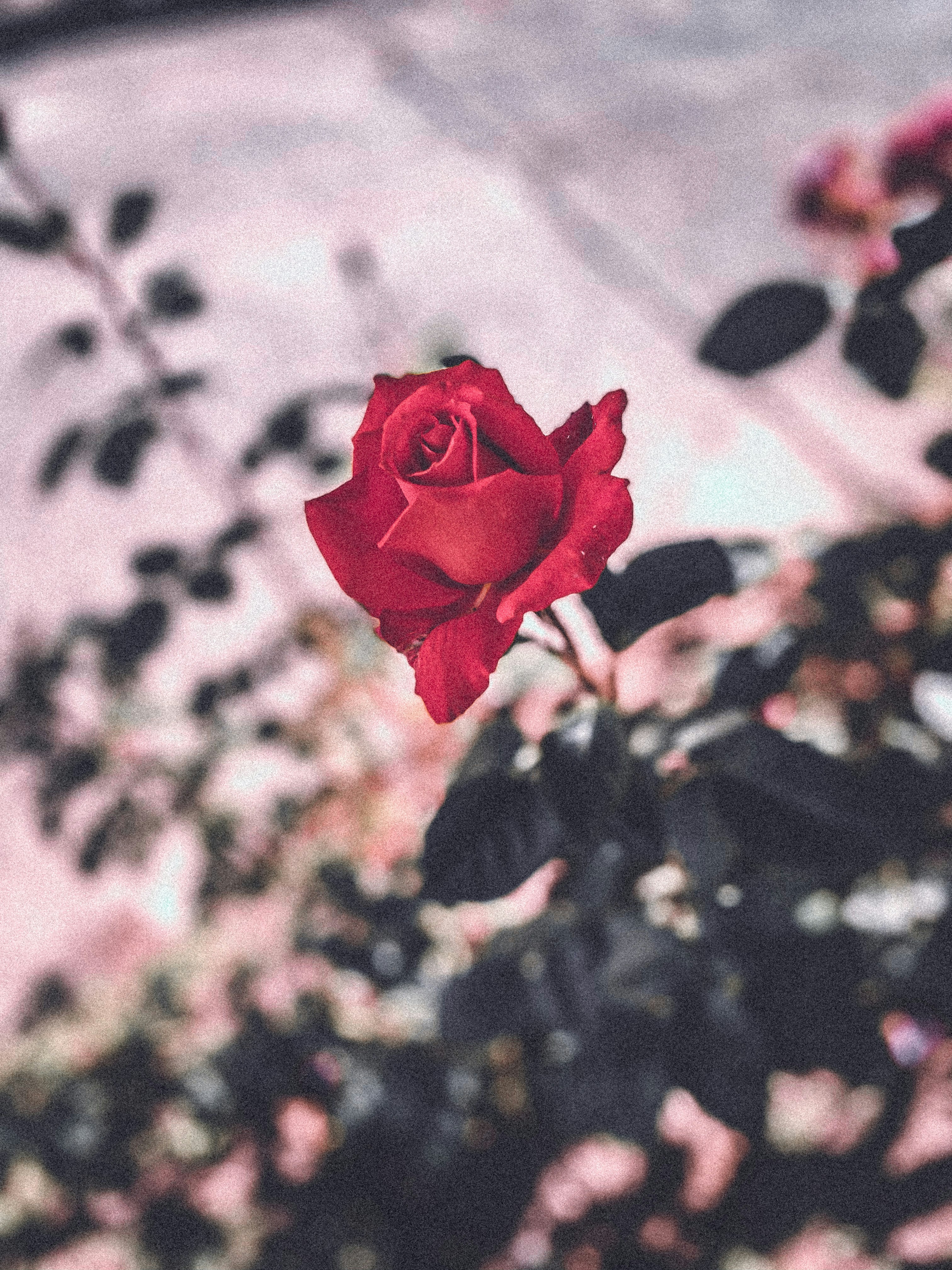 Photo by lunaline