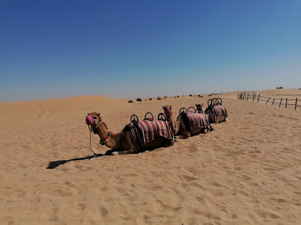 camels on desert during daytime