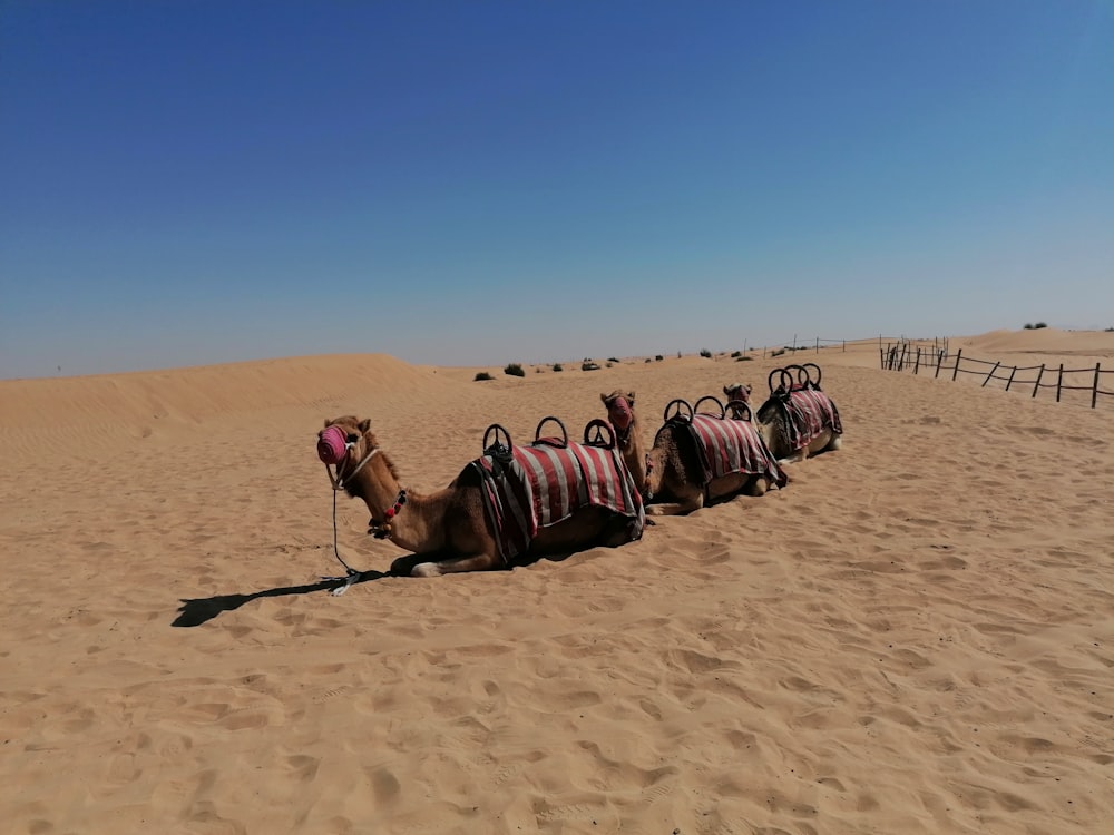 昼間の砂漠のラクダ