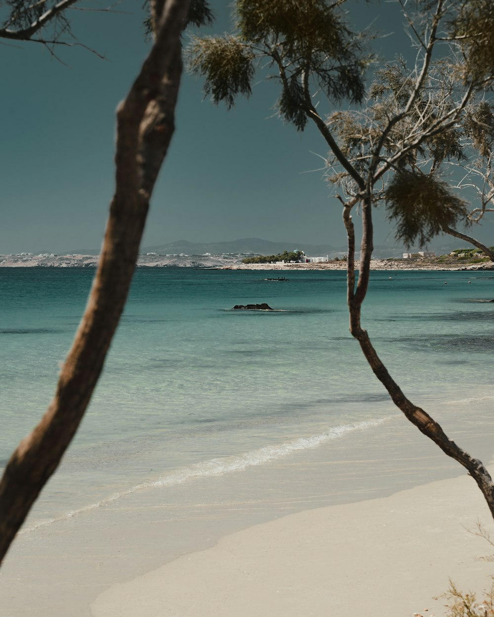 brown tree on white sand beach during daytime