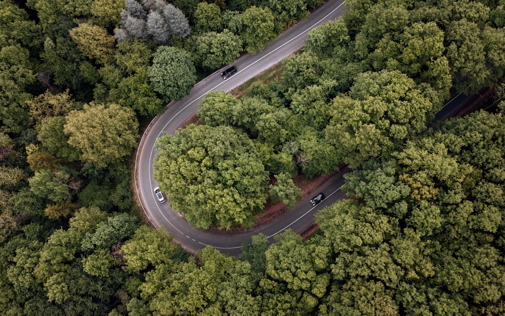 Vista aérea de árboles verdes y carretera durante el día
