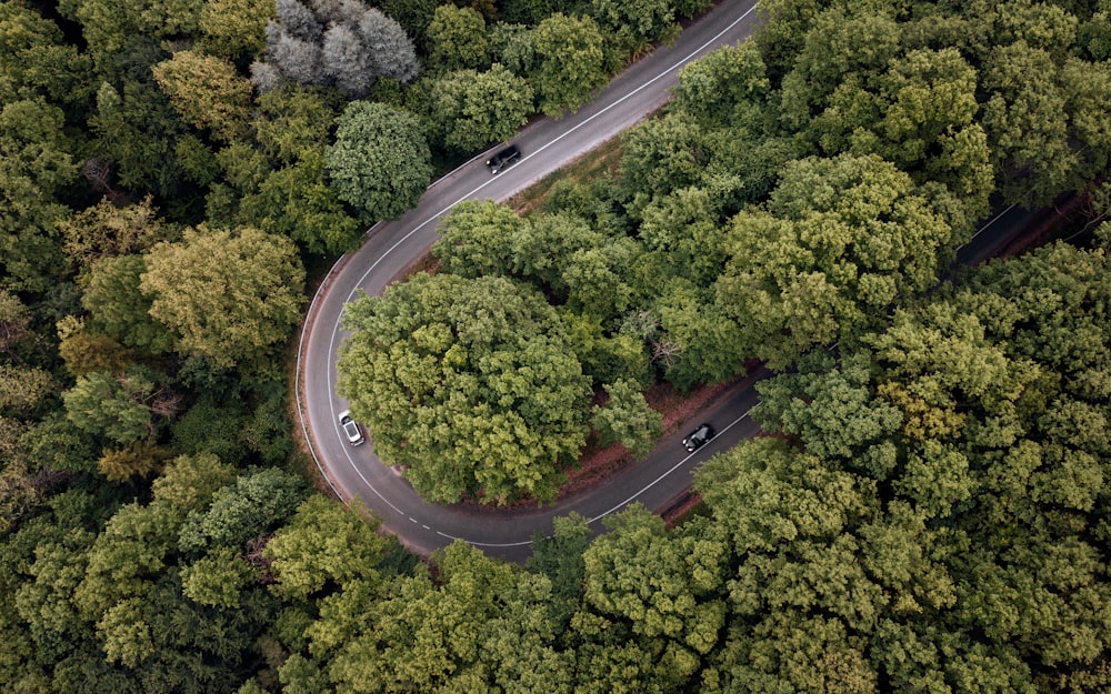 aerial view of green trees and road during daytime