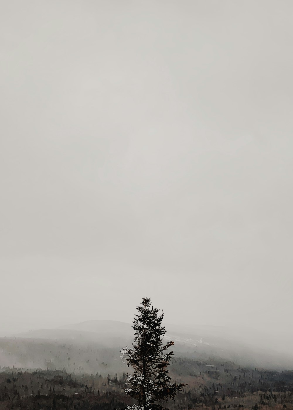 arbre vert par un jour de brouillard