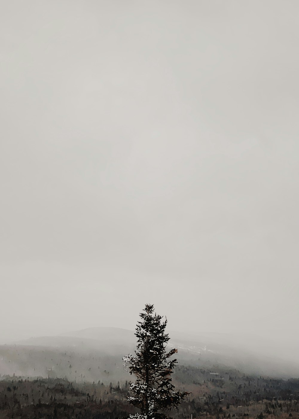 green tree on a foggy day