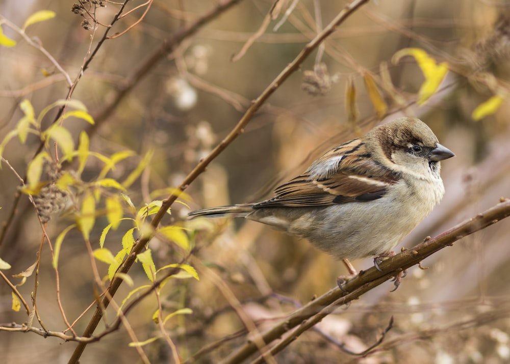 white and brown bird on brown tree branch during daytime