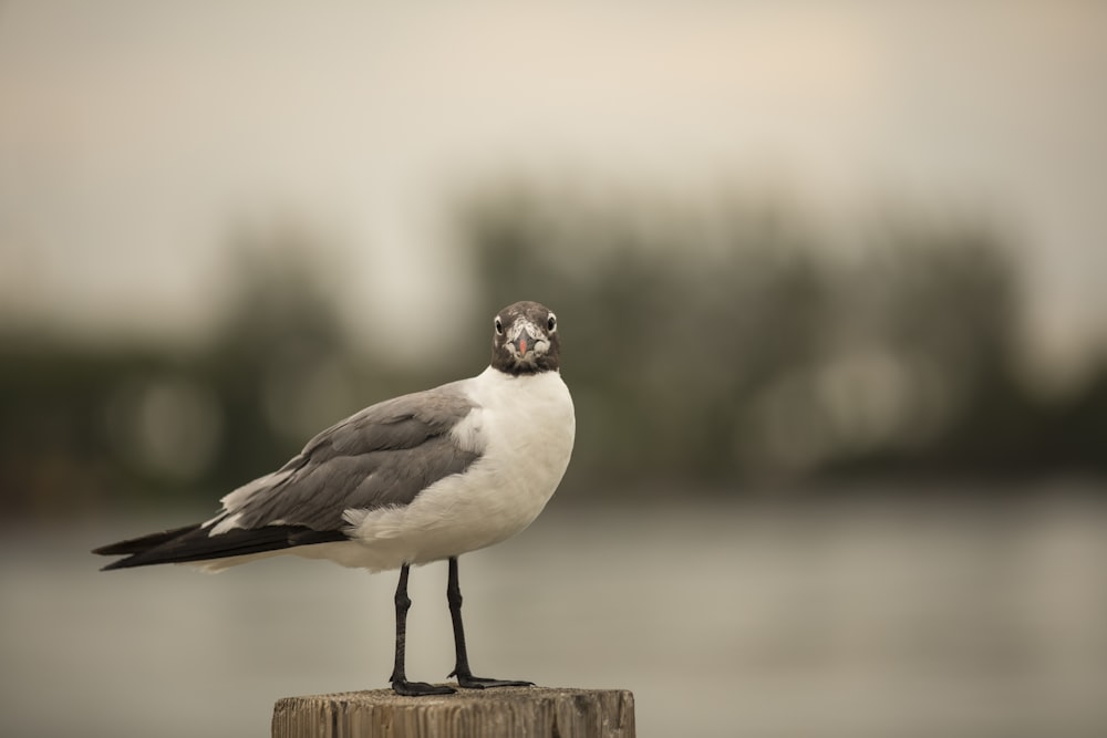 white and black bird on brown wooden fence during daytime