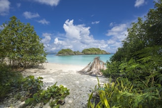green trees on white sand beach during daytime