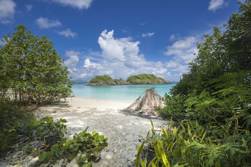 green trees on white sand beach during daytime