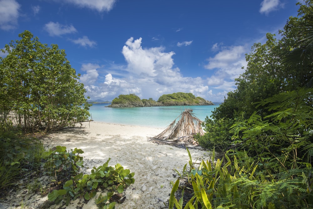 green trees on white sand beach during daytime