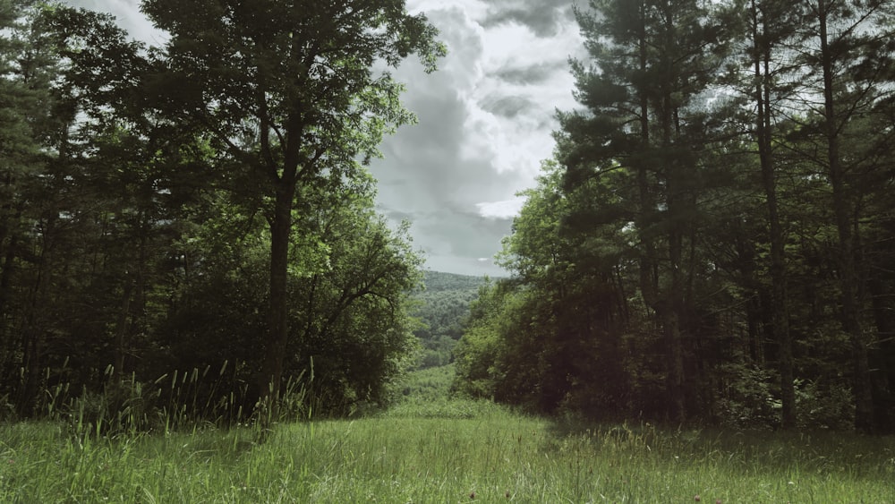 green grass field with trees under white clouds during daytime