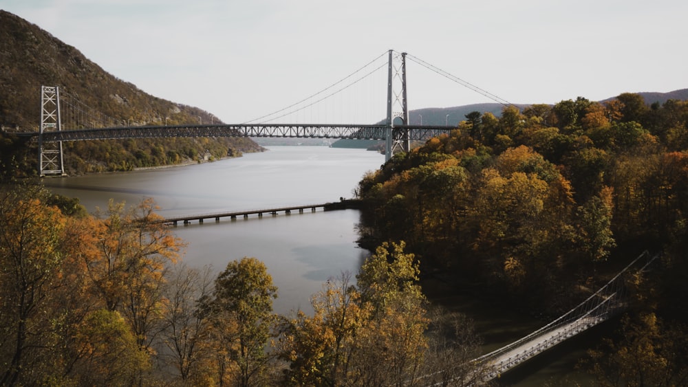 bridge over river surrounded by trees