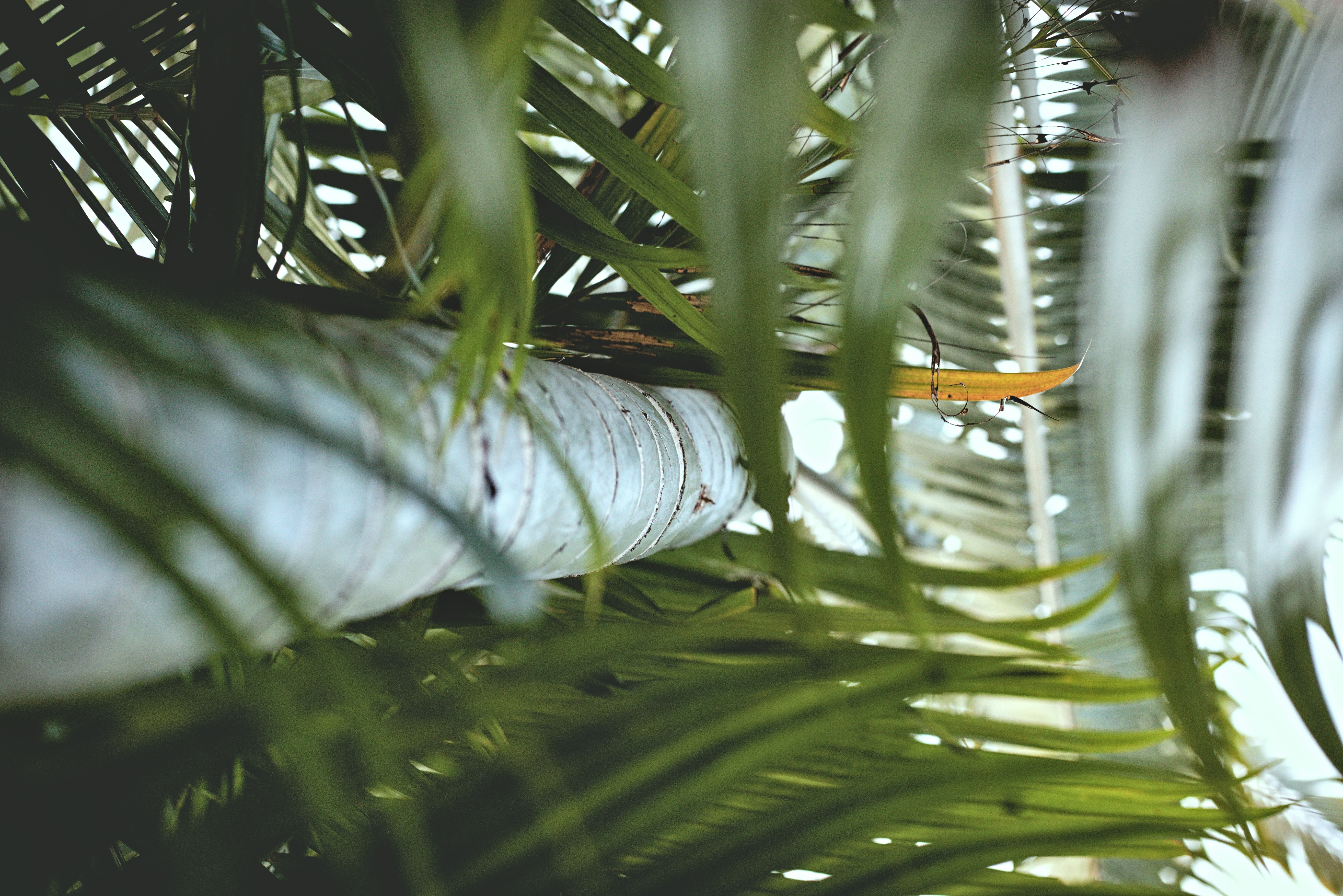 green leaf plant during daytime