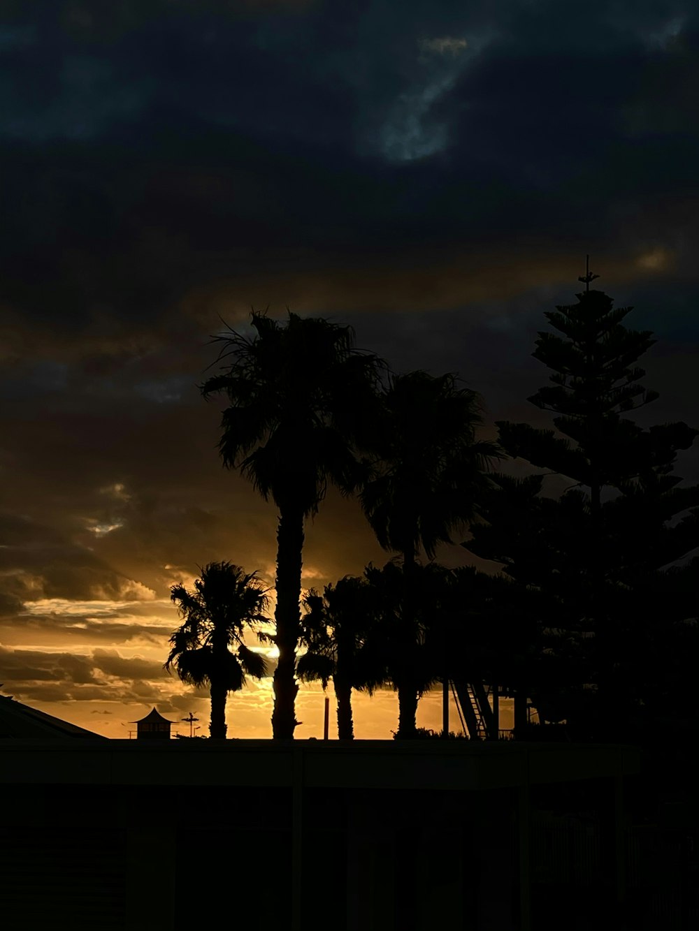 silhouette of palm trees during sunset