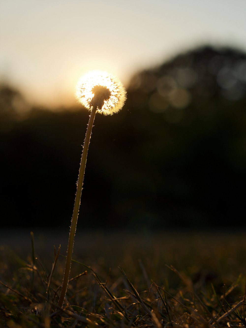 white dandelion in close up photography