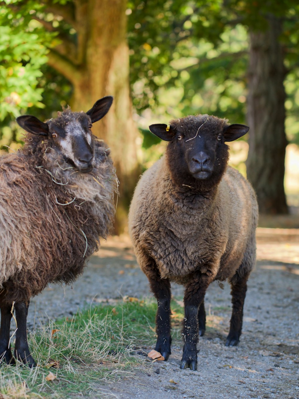 pecora nera su erba verde durante il giorno