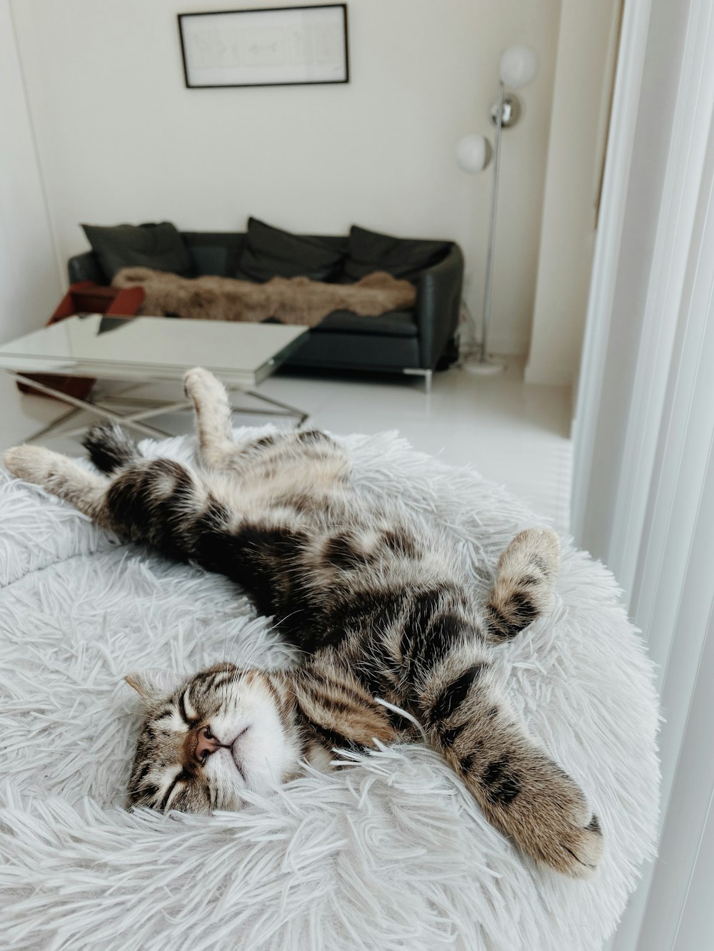 白いベッドに横たわる茶色のぶち猫