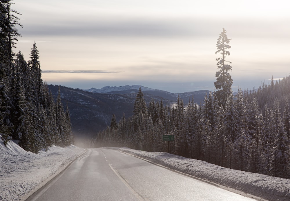 snow covered road between trees during daytime