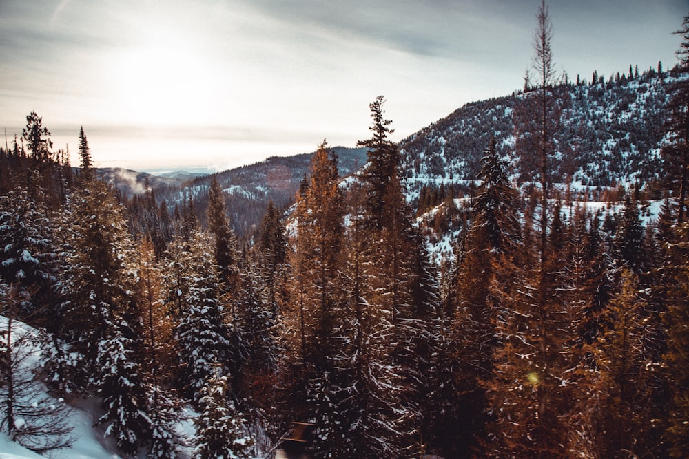 green pine trees under white clouds during daytime