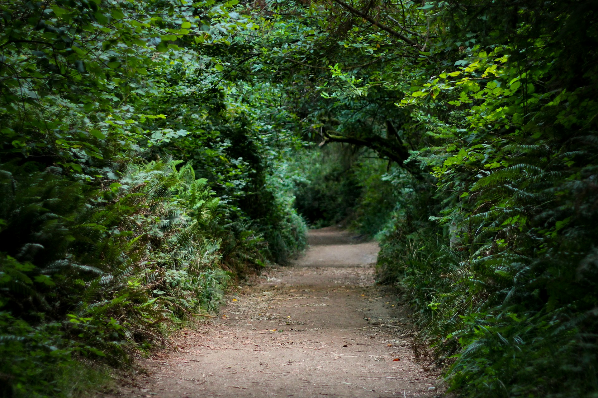 brown dirt road between green trees during daytime