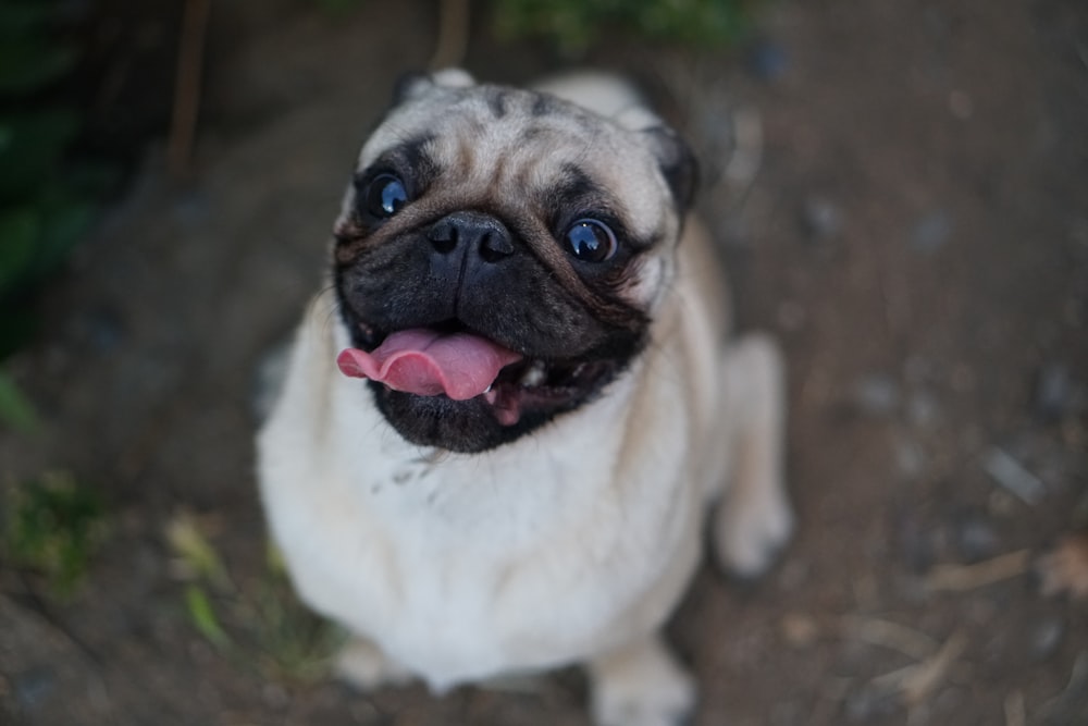 fawn pug sitting on ground