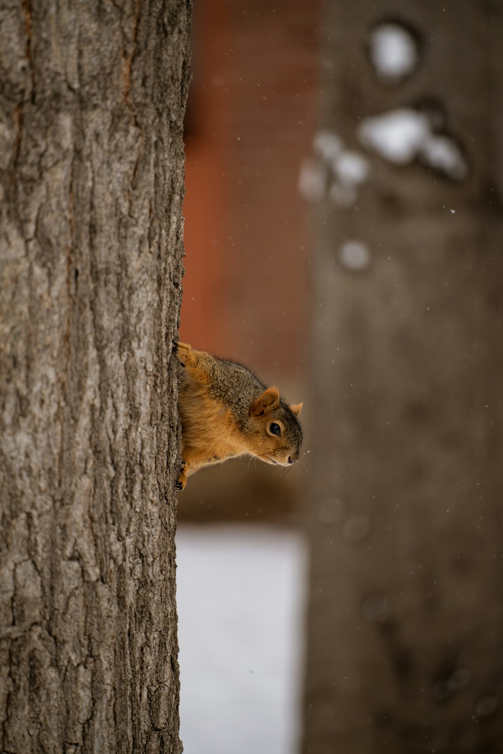 Braunhörnchen am braunen Baumstamm