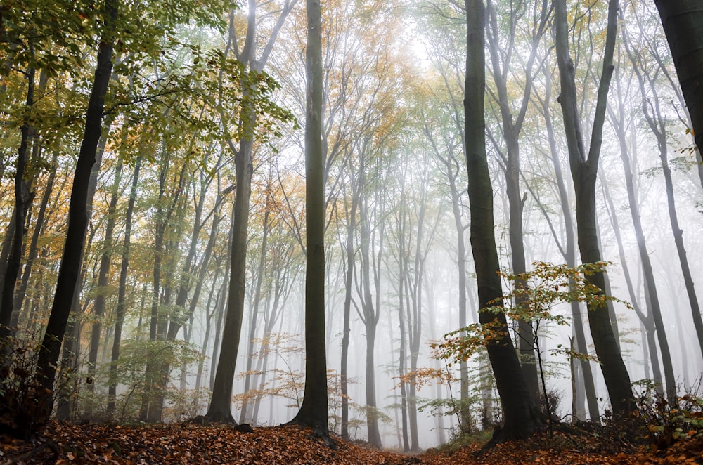 green trees on forest during daytime