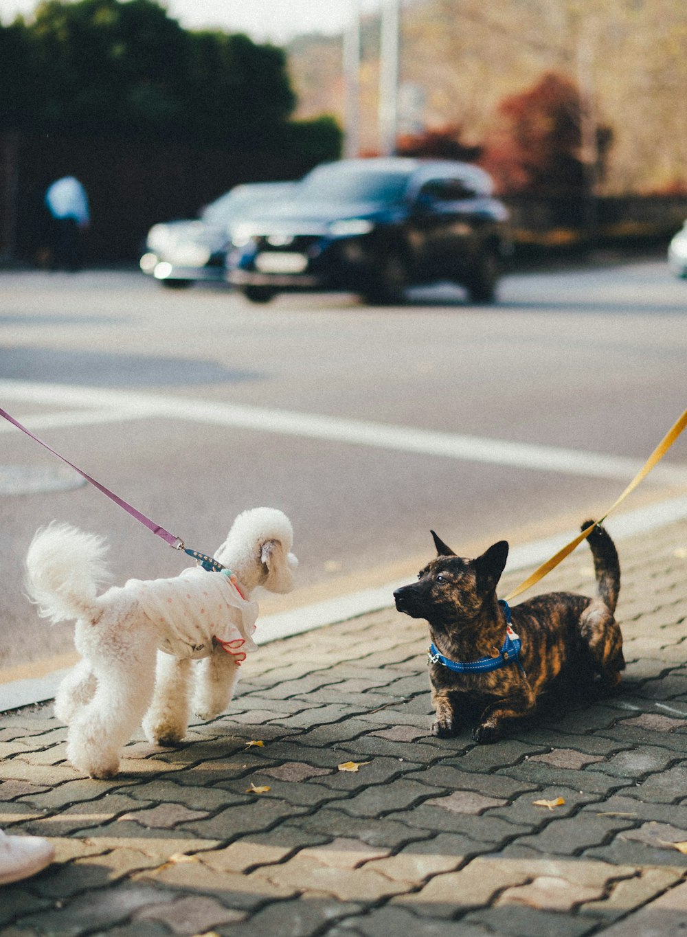 brown and black short coated small dog with white long coat small dog on gray concrete