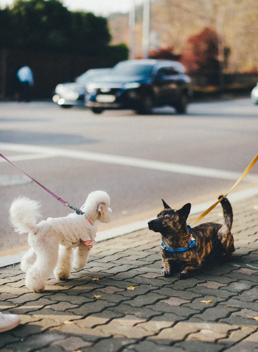 Two small dogs greeting each other during a drop-in visit, one brown and one white, on a sidewalk