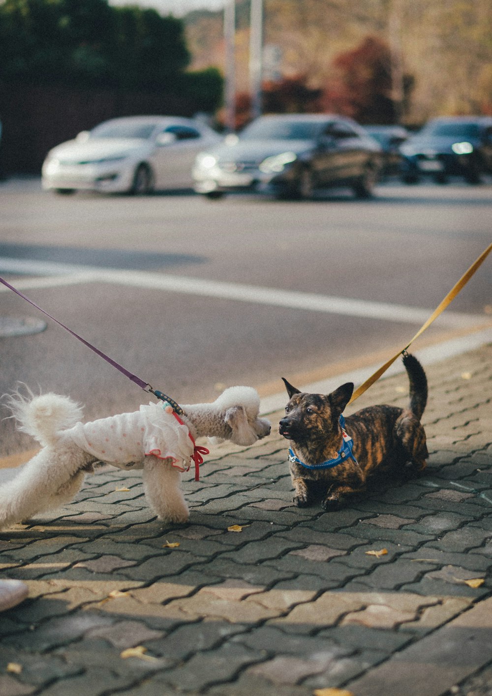 brown and black short coated small dog with leash on road during daytime