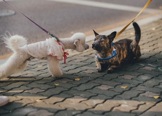 brown and black short coated small dog with leash on road during daytime