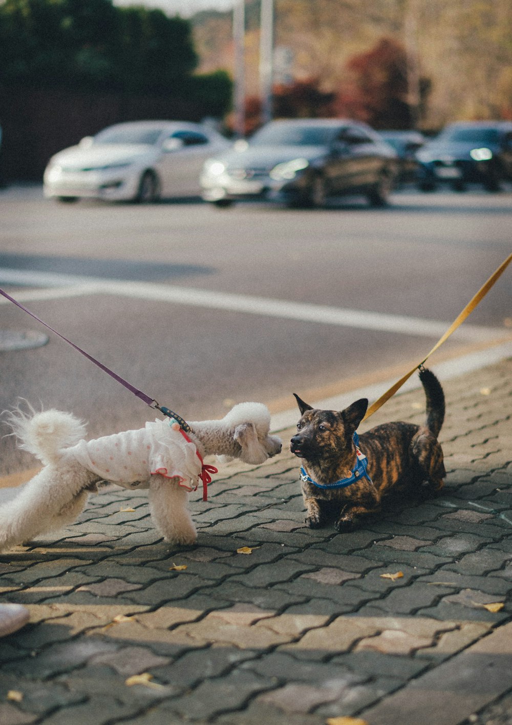 brauner und schwarzer kurzhaariger kleiner Hund mit Leine tagsüber auf der Straße