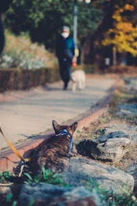 Arnés ergonómico de paseo