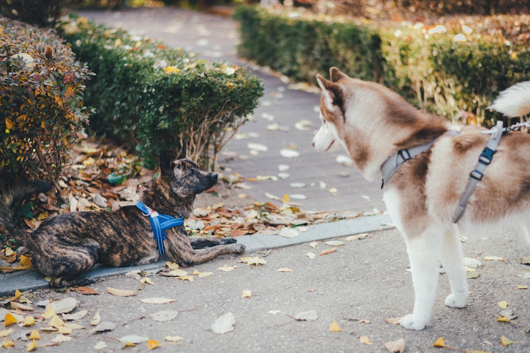 brown and white siberian husky on gray concrete road during daytime