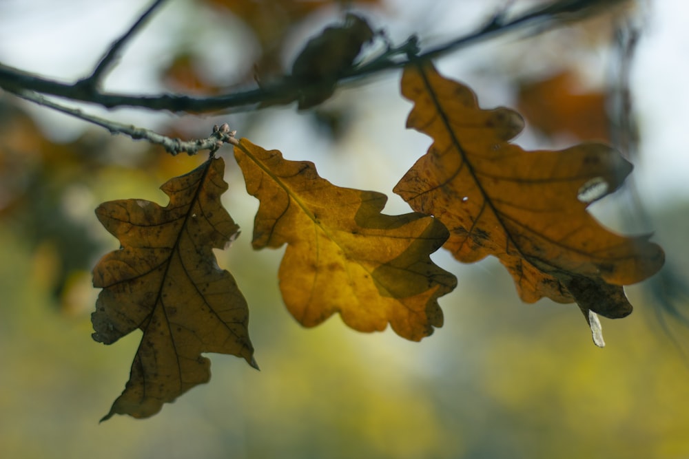 a couple of leaves that are hanging from a tree