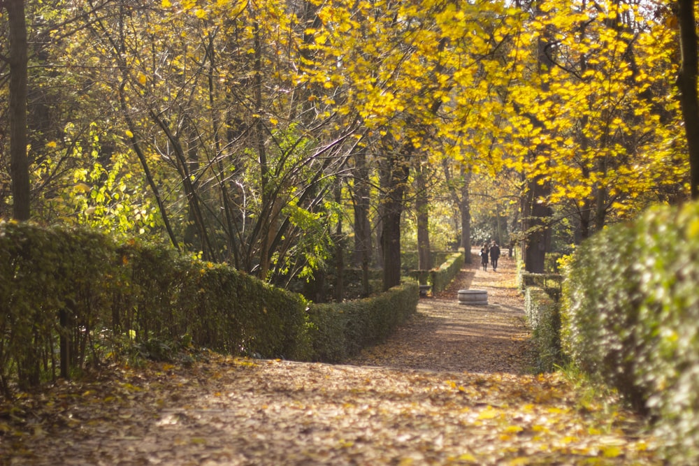 yellow leaves on gray concrete pathway