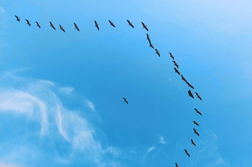 birds flying under white clouds during daytime