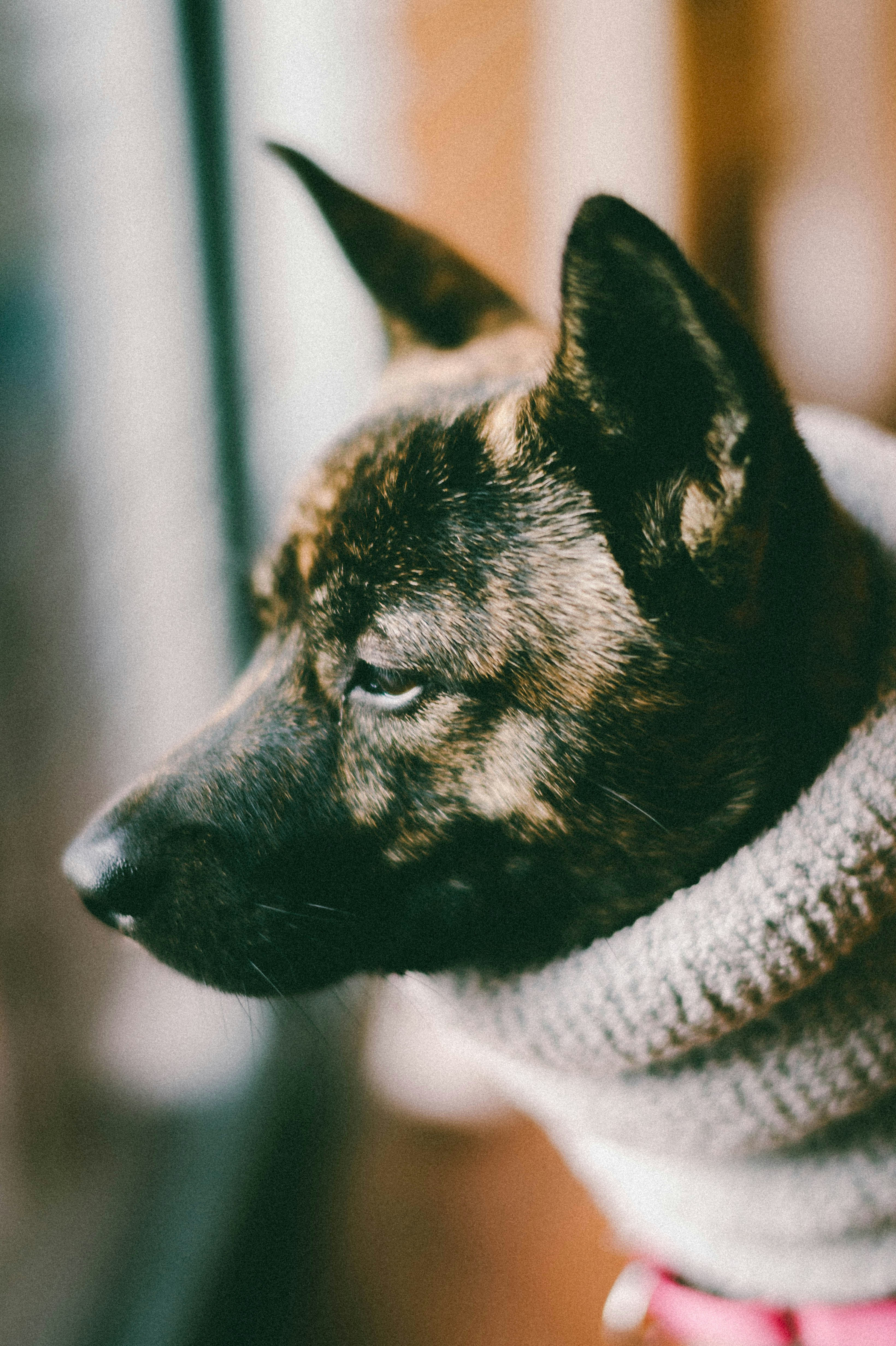 Cozy Knit Pet Sweater