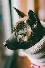 Close-up of a colorful handmade dog sweater with intricate stitching.