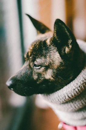 Close-up of a cozy, hand-stitched pet hoodie with bright patterns.