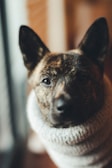 A close-up of a dog with dark brindle fur wearing a cozy, knitted sweater. The focus is on the dog's face, which conveys a sense of calm and comfort.