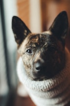 A cozy alpaca wool sweater draped over a whippet sitting patiently.