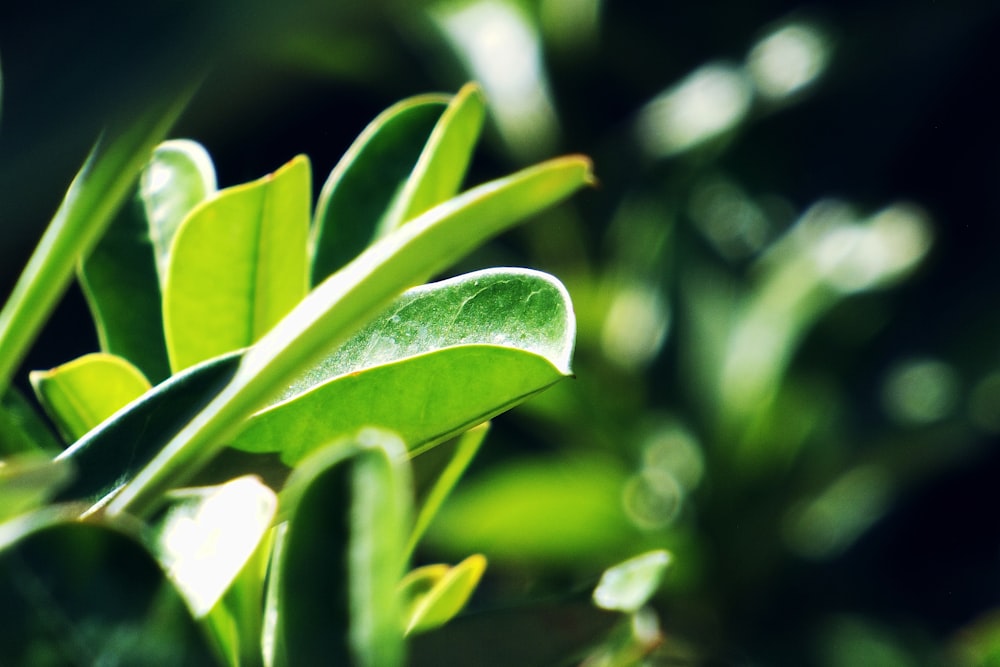 green leaves in tilt shift lens