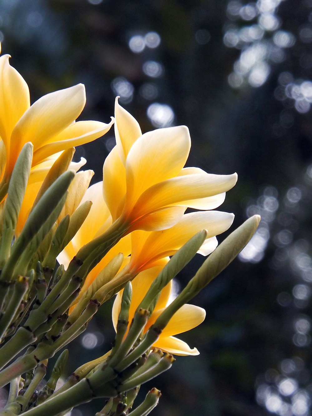 Flores amarillas y blancas en lente de cambio de inclinación