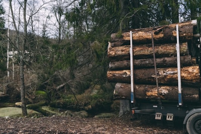 A stack of large tree logs loaded on a flatbed truck parked in a dense forest. The scene is dominated by trees with leafless branches and some evergreen foliage, suggesting a winter or early spring setting. The ground is covered with dry leaves and twigs, and a small stream can be seen running through rocks in the background.